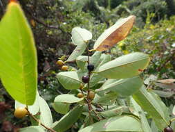 Image of Bridelia pervilleana Baill.