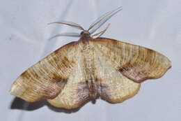 Image of scorched wing