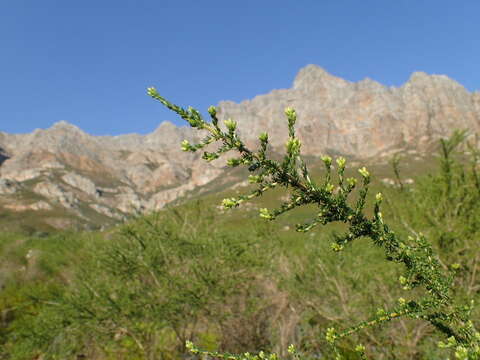 Image of Aspalathus corrudifolia Bergius