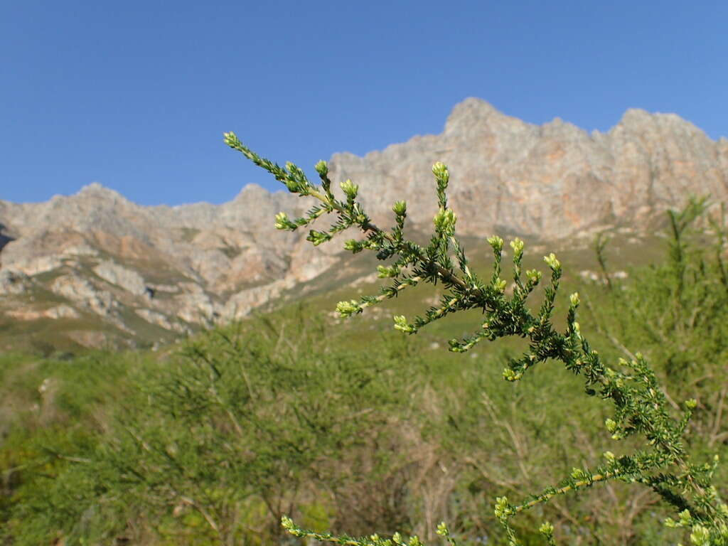 Image of Aspalathus corrudifolia Bergius