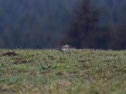 Image of Fieldfare