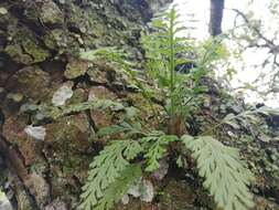 Image of Asplenium theciferum (Kunth) Mett.