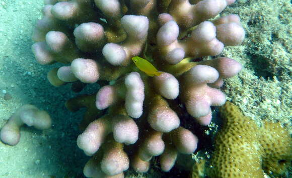 Image of Smooth Cauliflower Coral