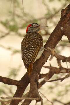 Image of Nubian Woodpecker