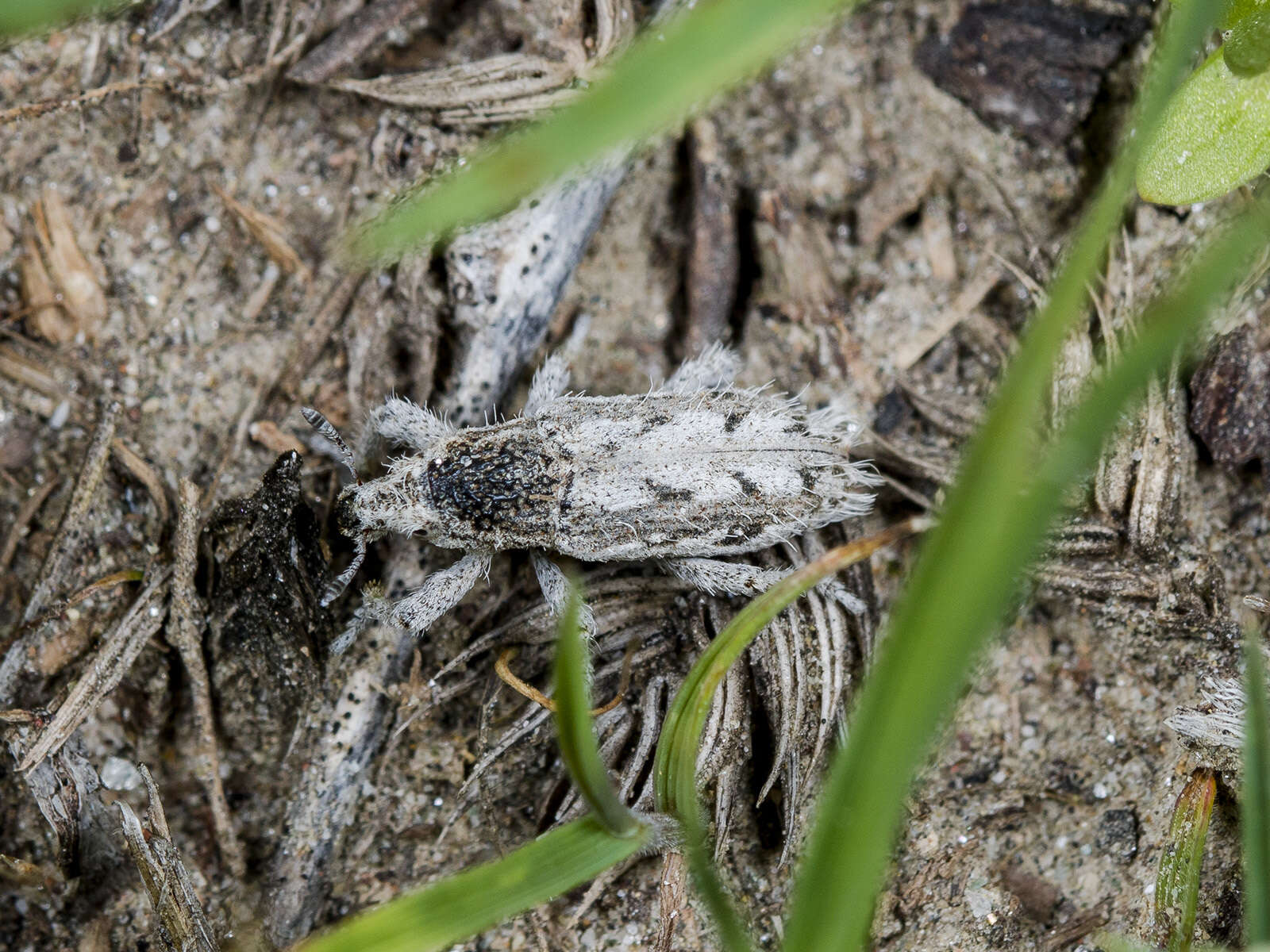 Image of Trichocleonus leucophyllus