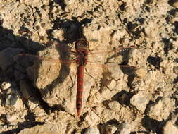 Image de Sympetrum corruptum (Hagen 1861)