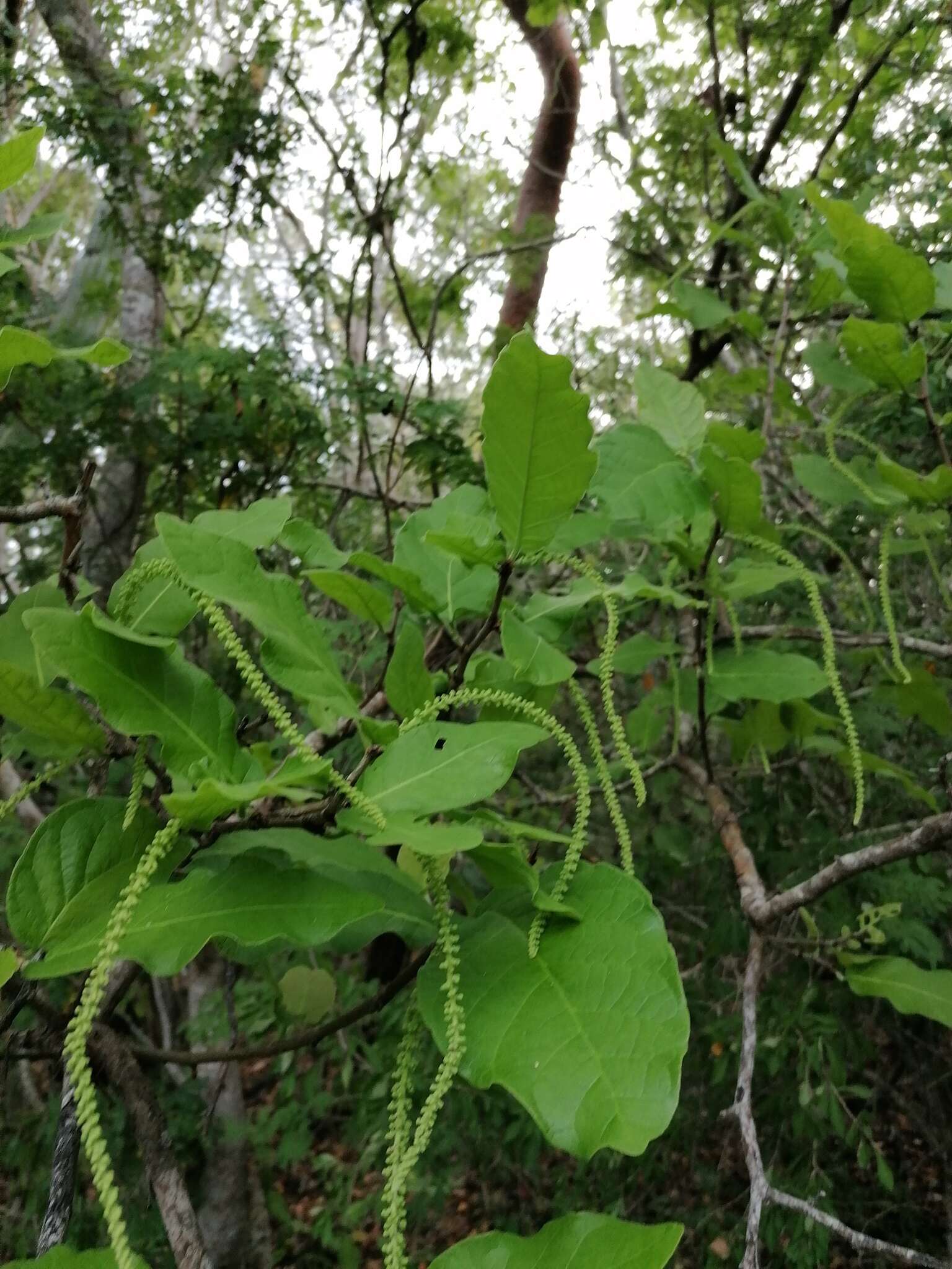 Coccoloba liebmannii Lindau resmi