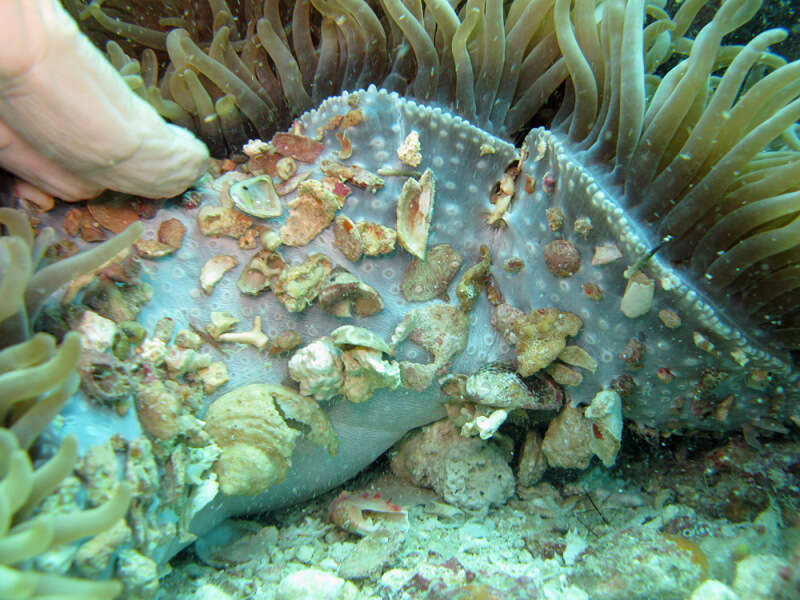 Image of Sebae Anemone