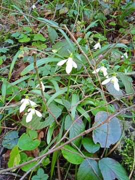 Galanthus rizehensis Stern resmi