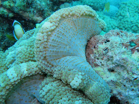 Image of merten's carpet anemone