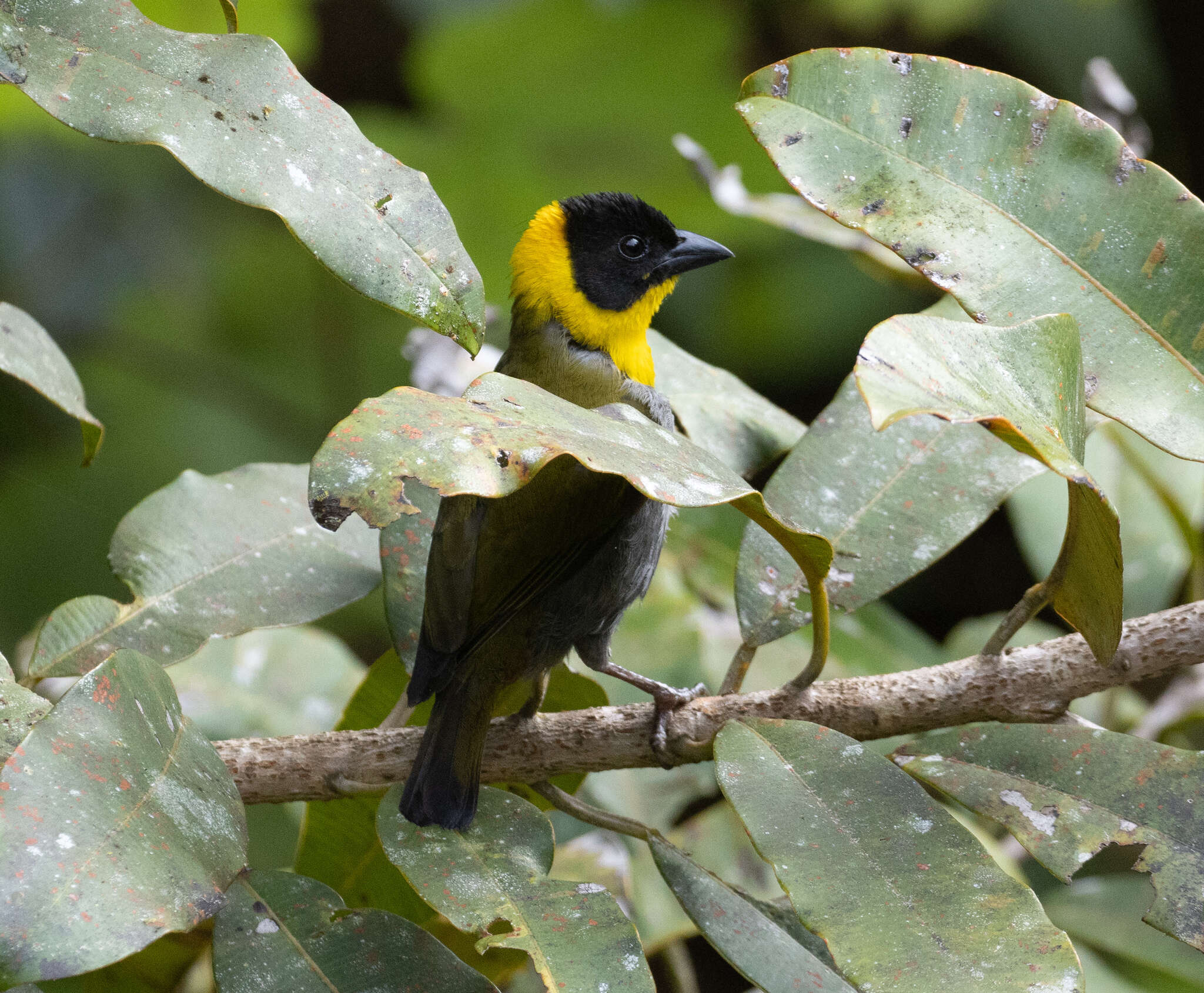 Image of Nelicourvi Weaver