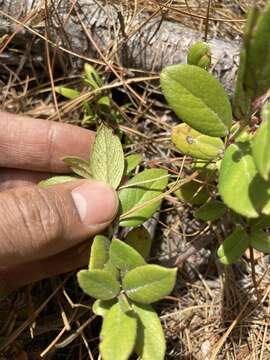 Image of Gaultheria insana (Molina) D. J. Middleton