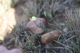 Image of Lotononis acuminata Eckl. & Zeyh.