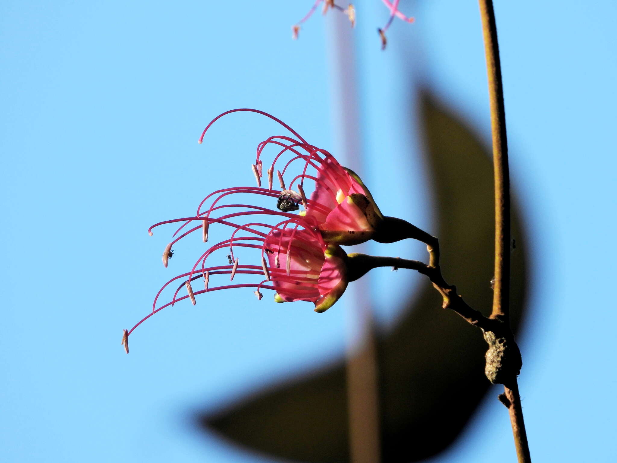 Image of Eperua rubiginosa Miq.