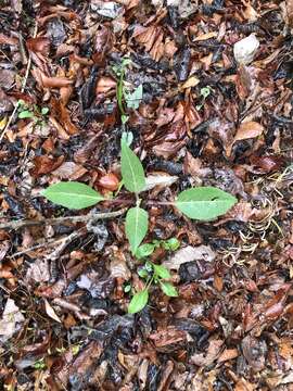 Image de Silphium glutinosum J. R. Allison