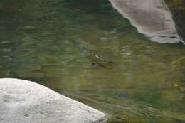 Image of Blotched snakehead