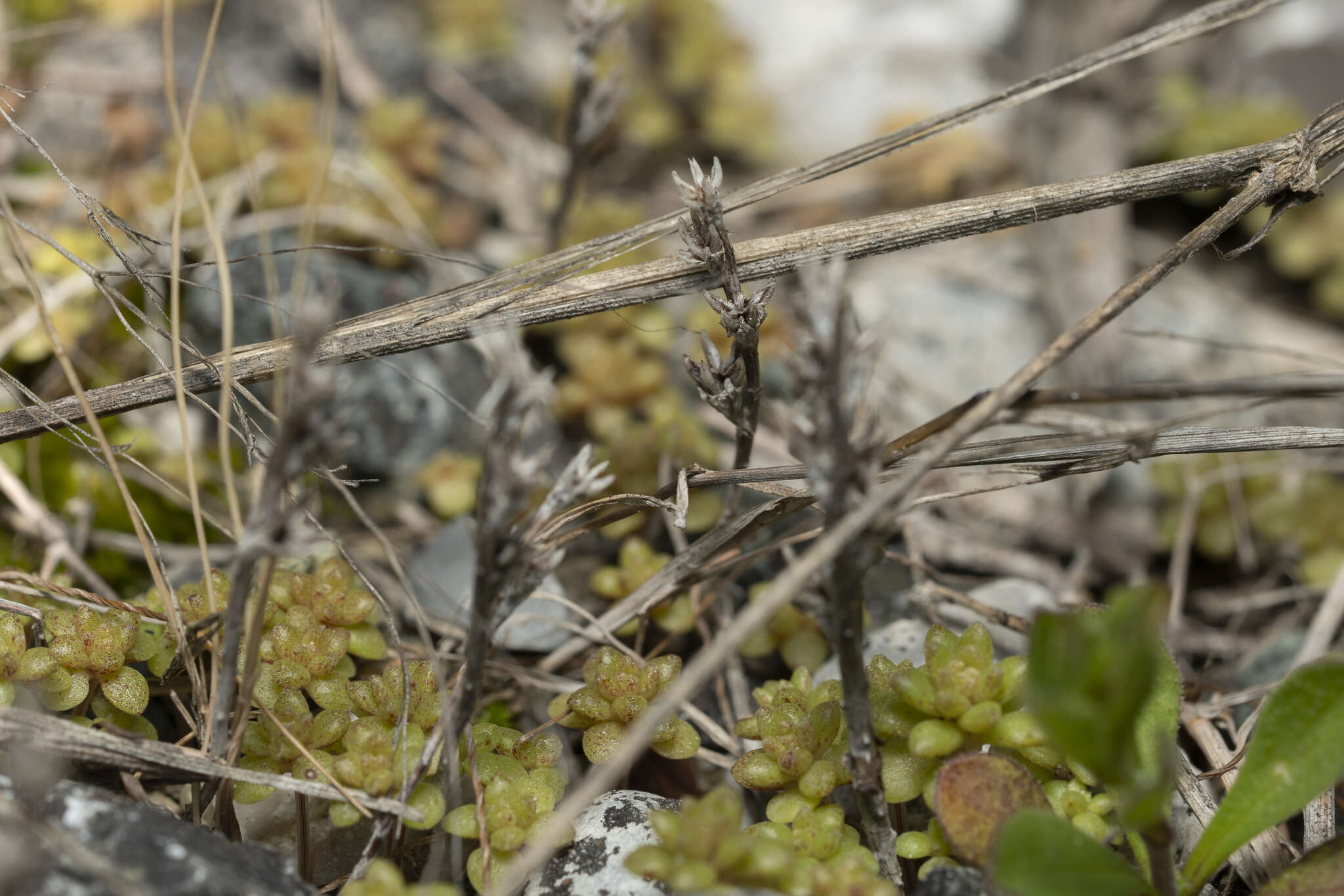 Imagem de Sedum litoreum Guss.