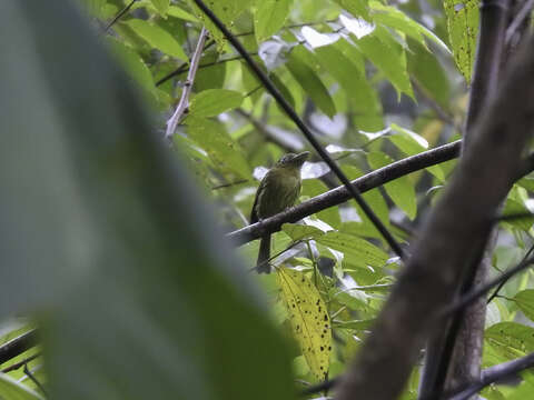 Image of Pacific Flatbill