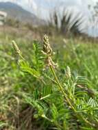 Astragalus micranthus Desv.的圖片