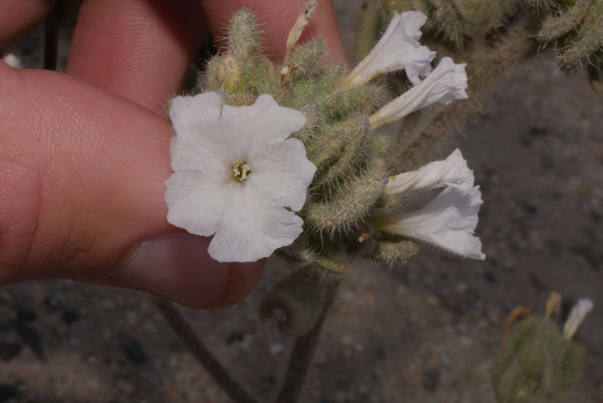 Nolana aplocaryoides (Gaudichaud) I. M. Johnst. resmi