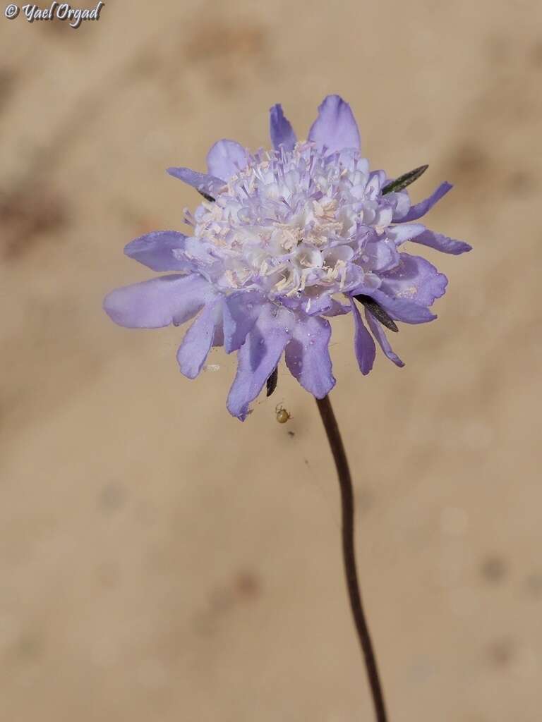 Image of Sixalix arenaria (Forsk.) W. Greuter & Burdet