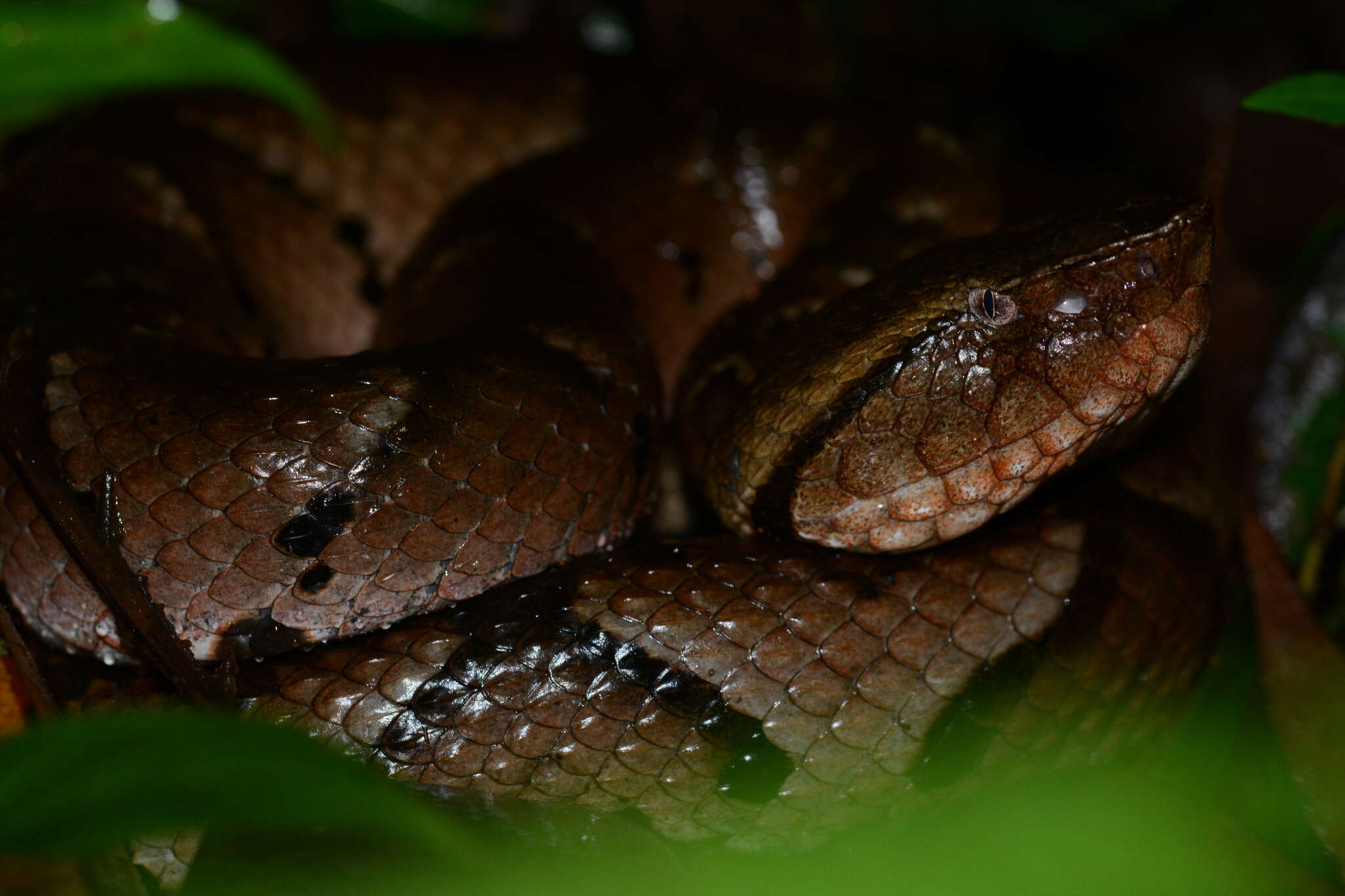 Image of Bothrocophias hyoprora (Amaral 1935)