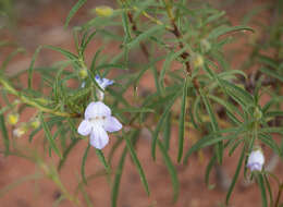 Imagem de Eremophila gilesii F Muell.