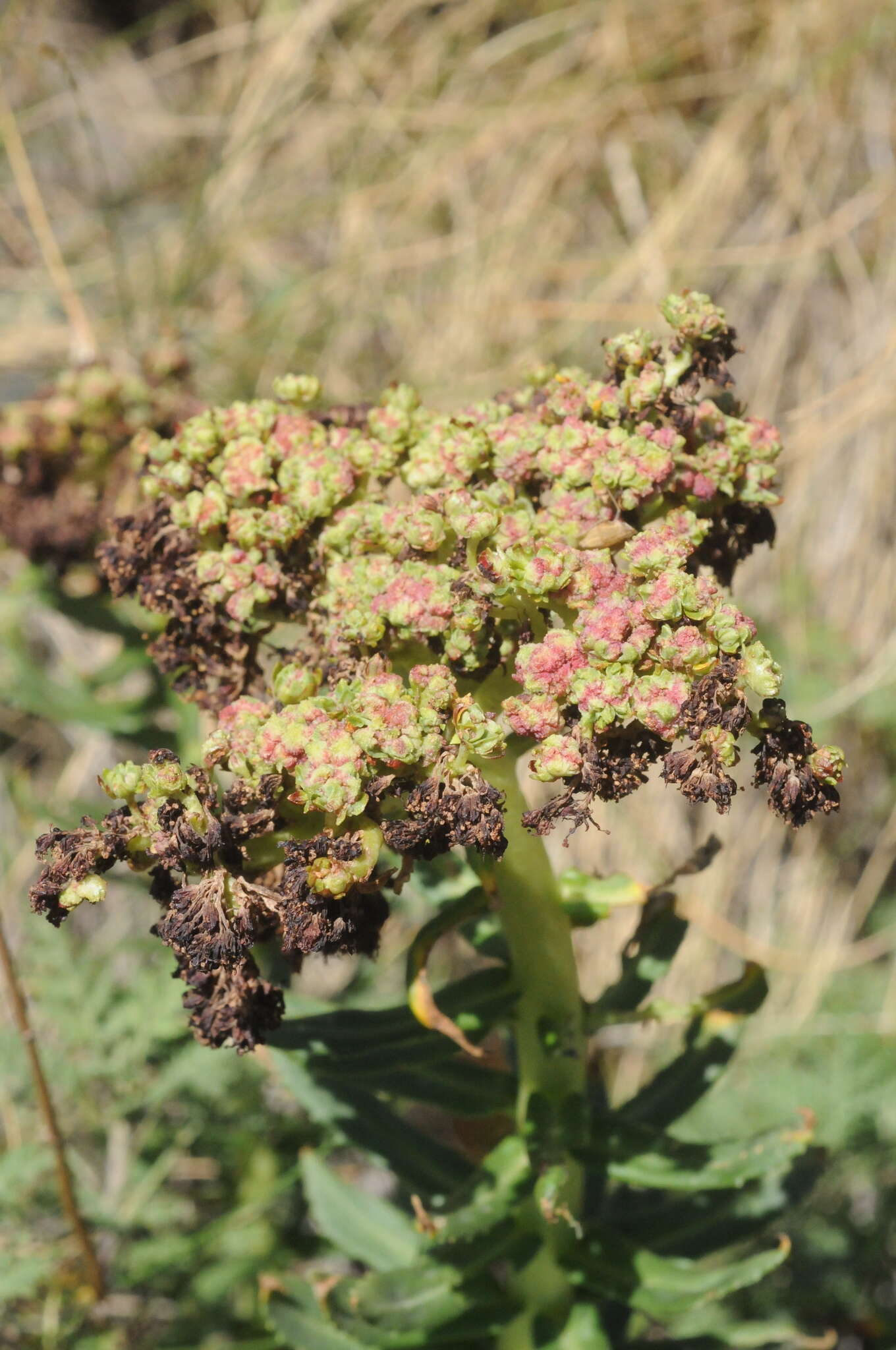 Image of Rhodiola kirilowii (Regel) Maxim.