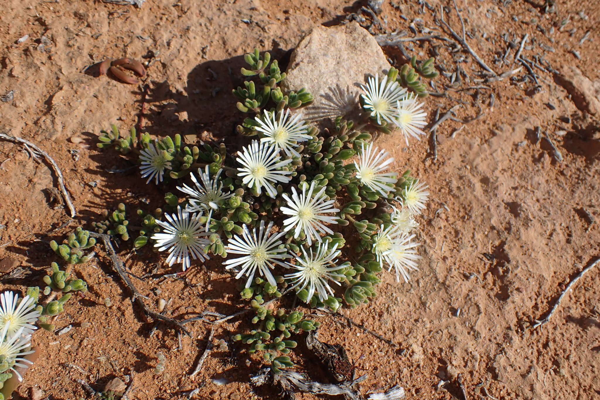 Imagem de Drosanthemum framesii L. Bol.