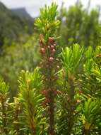 Imagem de Erica platycodon subsp. platycodon