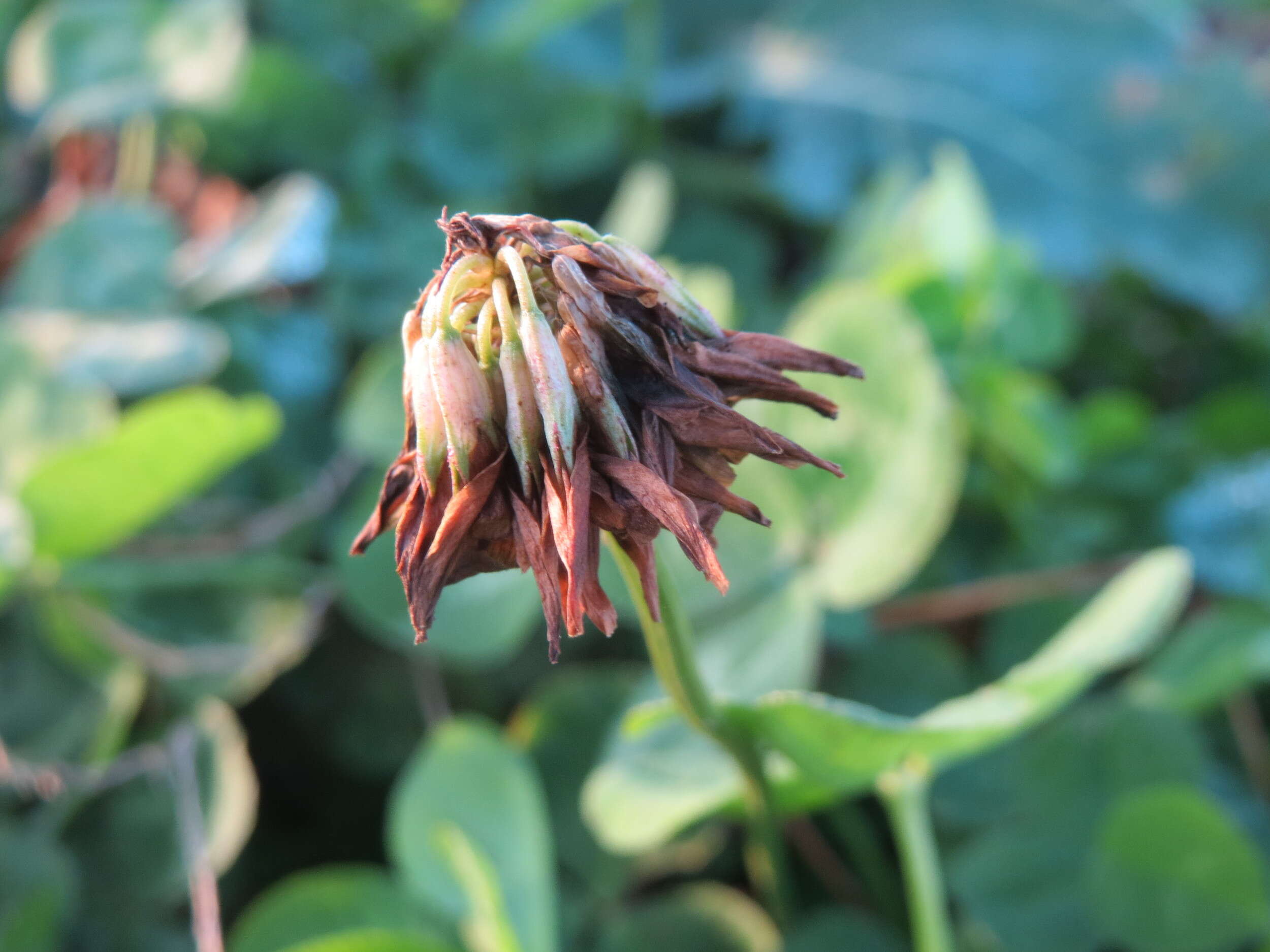 Image of white clover