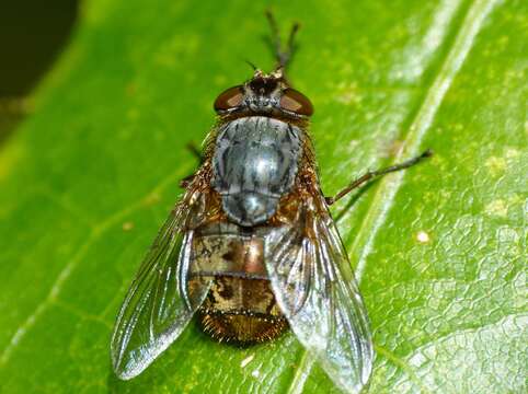 Image of Calliphora stygia (Fabricius 1781)