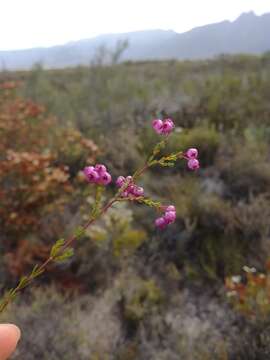 Image of Erica multumbellifera Tausch