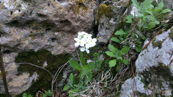 Image of Gray rockcress