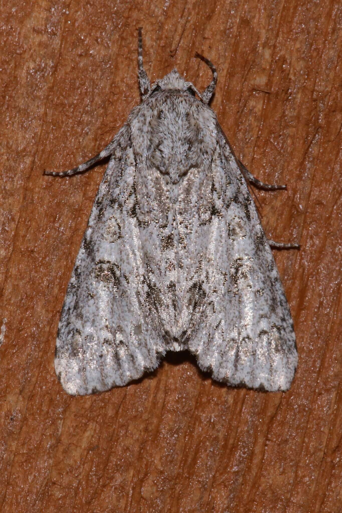 Image of Ruddy Dagger Moth