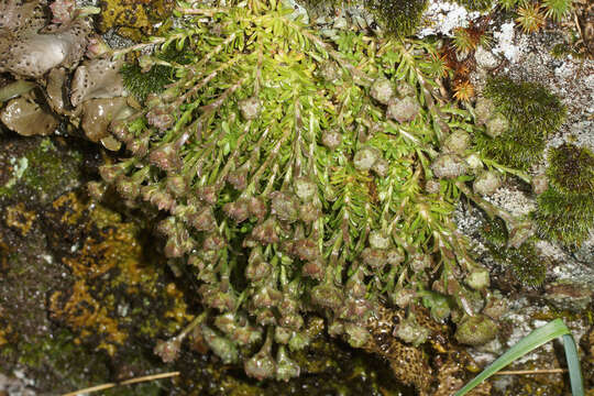 Image de Jasione crispa subsp. tomentosa (A. DC.) Rivas Mart.