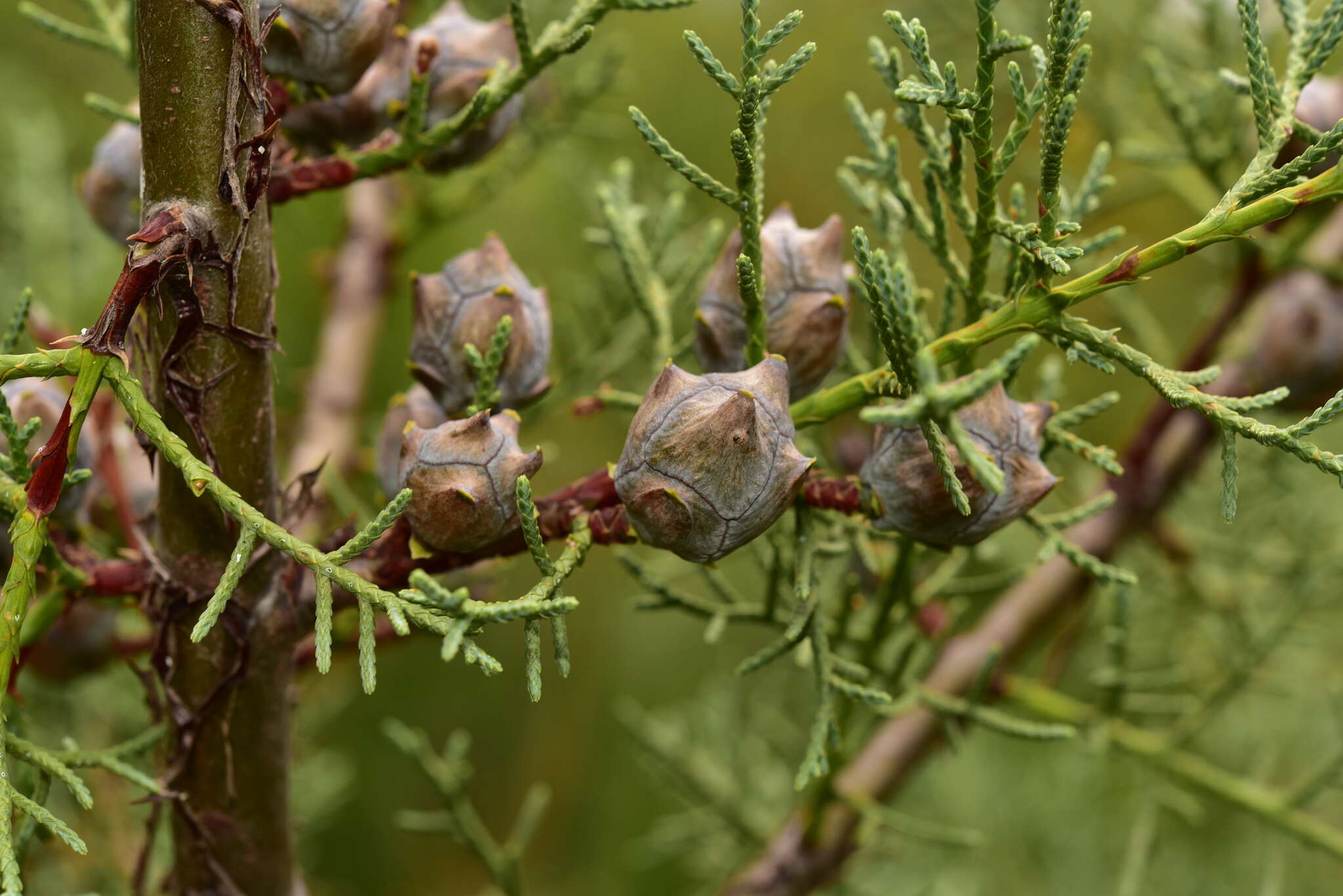 Cupressus arizonica var. stephensonii (C. B. Wolf) Little resmi