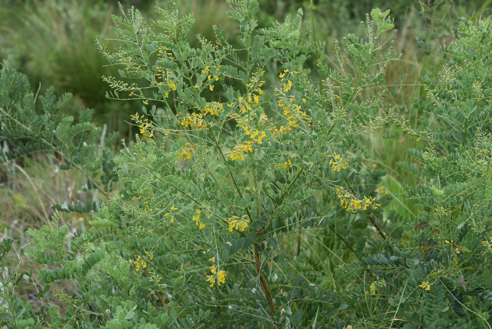 صورة Calpurnia sericea Harv.