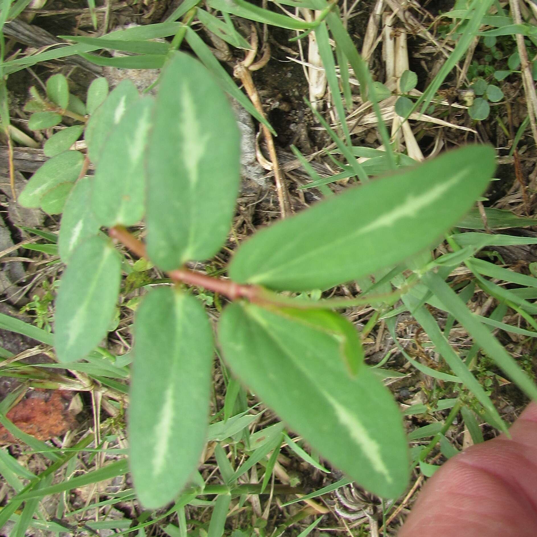 Image of Hyssop-Leaf Sandmat