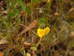 Image of ballast toadflax