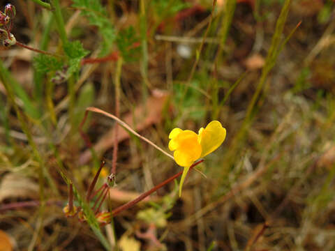 Image of ballast toadflax