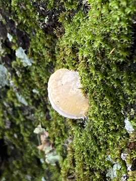 Image of Perenniporia ochroleuca (Berk.) Ryvarden 1972