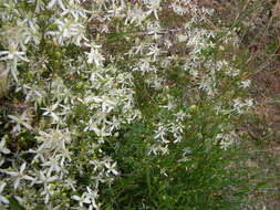 Image of fragrant clematis