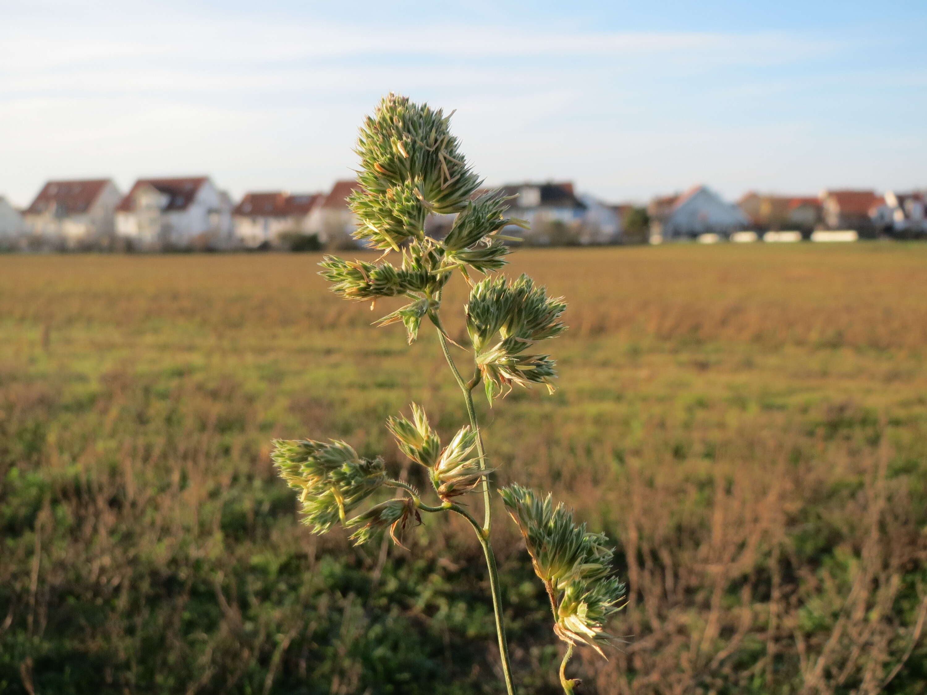 Image of Cocksfoot or Orchard Grass