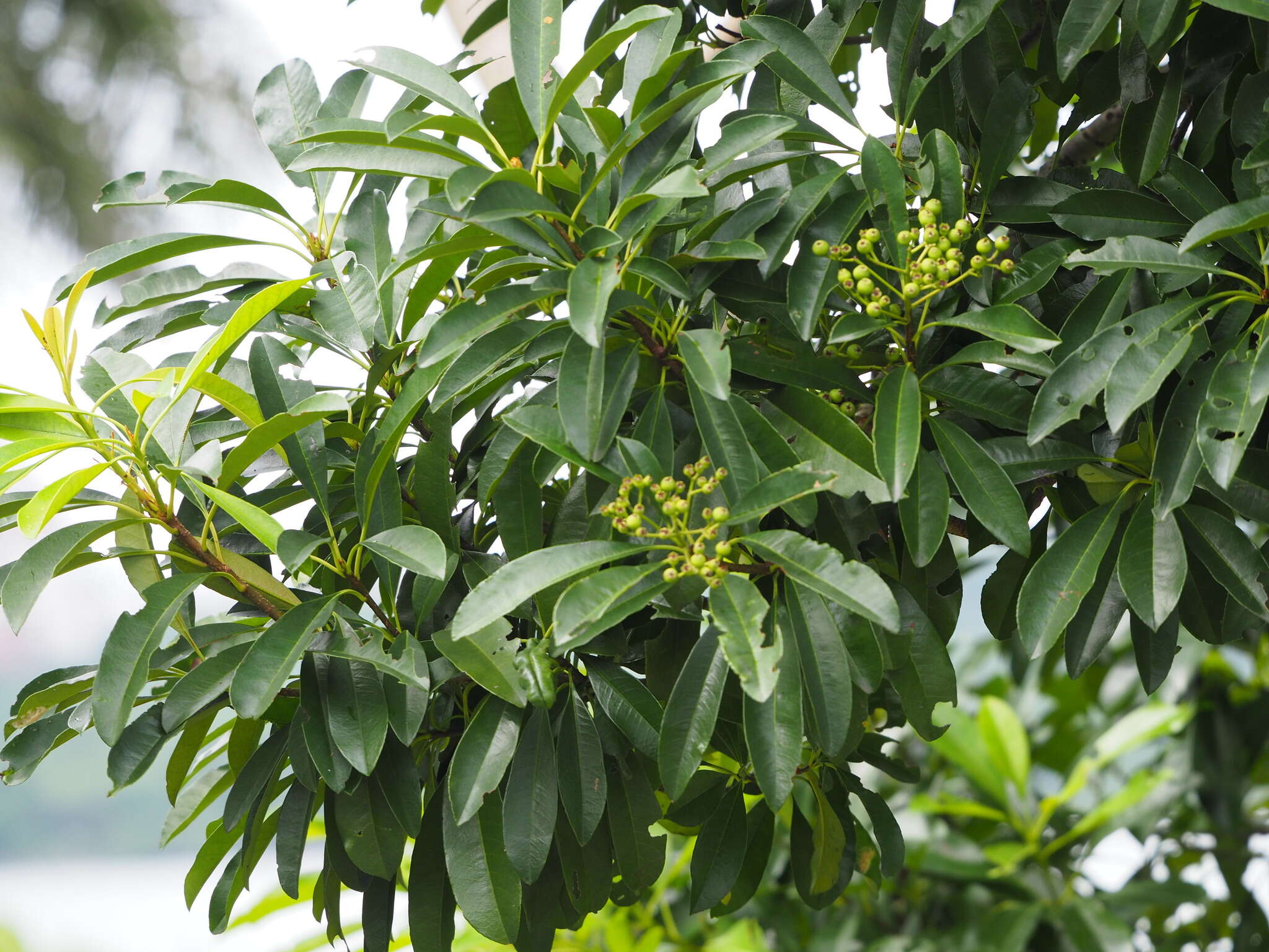 Image of Photinia bodinieri H. Lév.