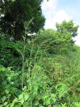 Themeda quadrivalvis (L.) Kuntze resmi