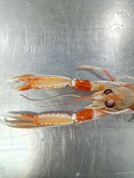 Nephrops Leach 1814 resmi