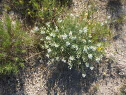 Image of White Sands fanmustard