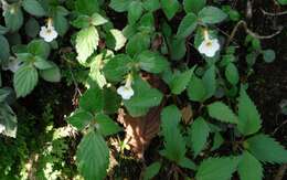 Image of Achimenes occidentalis C. V. Morton