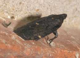 Image of Cixidia (Epiptera) opaca (Say 1830)